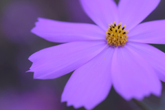 2016年のコスモス4