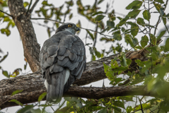 早朝のオオタカ