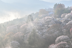2025年の桜03_238