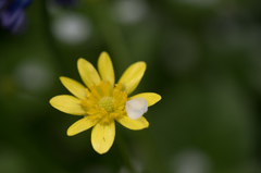 散る桜と咲く花