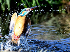 カワセミ_2022_014