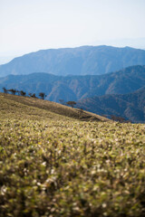 竜ヶ岳(三重)山頂付近08