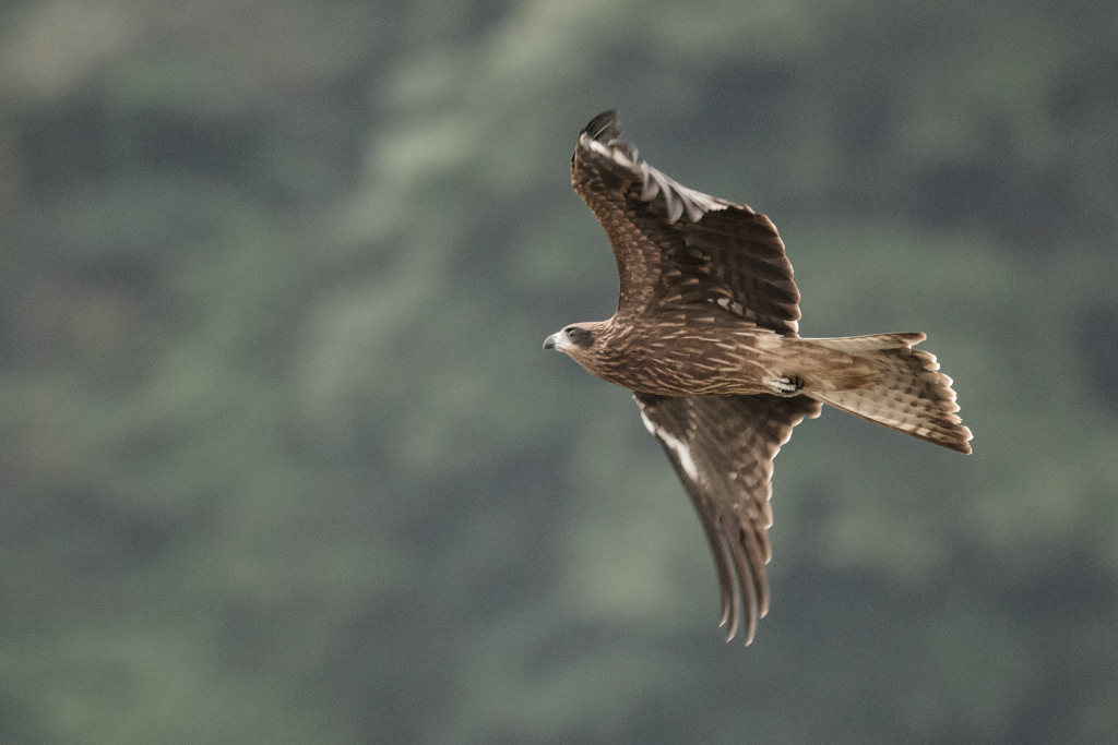 空のタヌキ(鳶)　2
