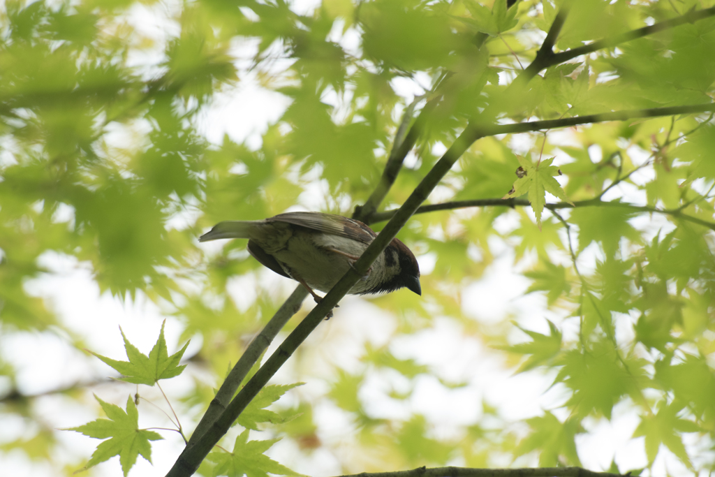 緑に囲まれた雀