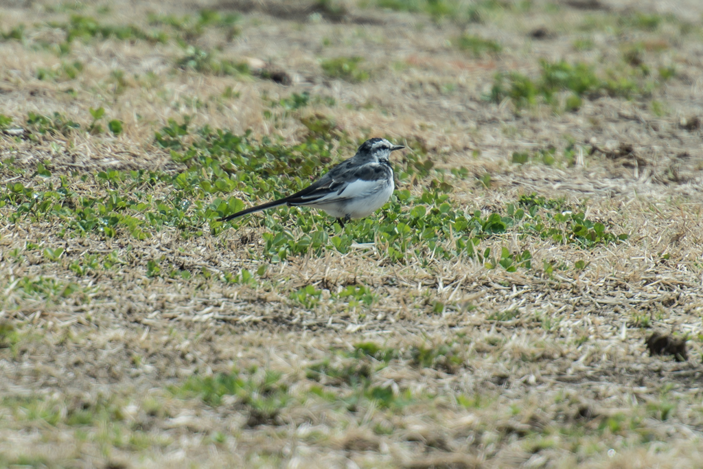 セ・・・ハク・・・、灰でいいや