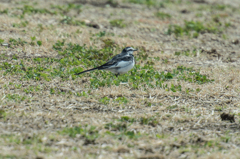 セ・・・ハク・・・、灰でいいや