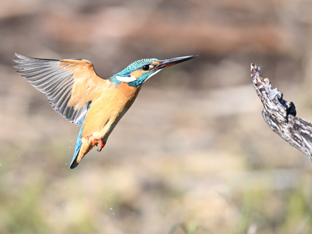 カワセミ_2022_22