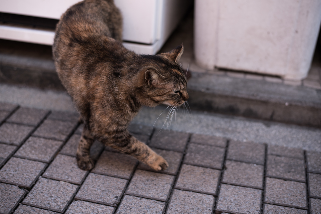 江ノ島の猫①-2