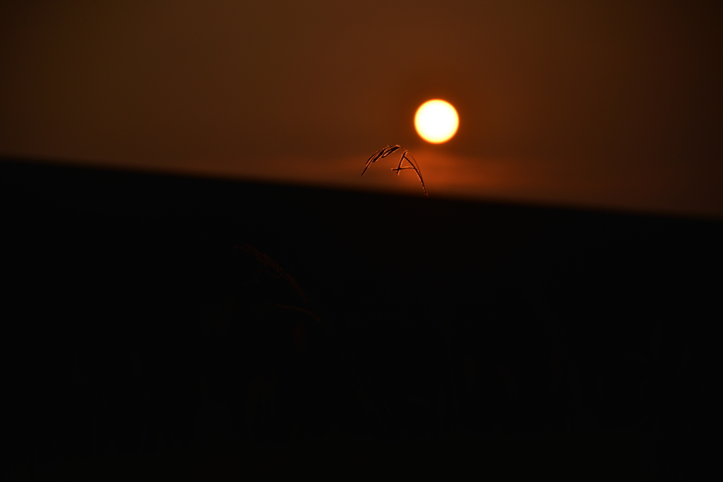 夕日に照らされて