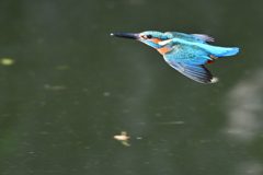 カワセミ　水平飛行02DSC_6826_047