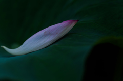 蓮の花びら