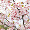 15年の桜