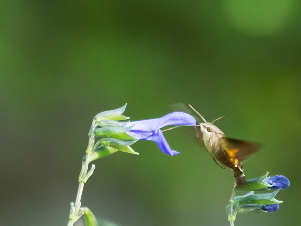 蜜を吸っていないと死んでしまう！