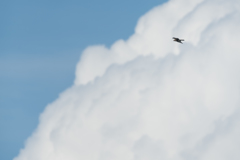 鷹の渡り(ノスリ)