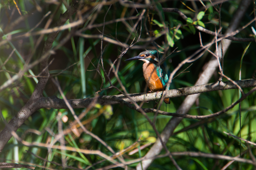 小枝の隙間から