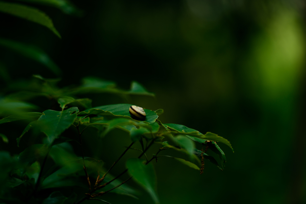 雨待ち-