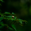 雨待ち-