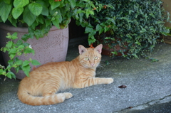 猫「悪い事はしていない」