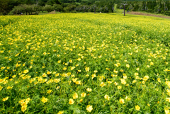 夏のコスモス畑