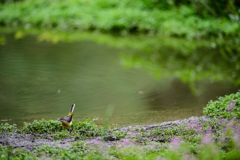 水辺のキセキレイ