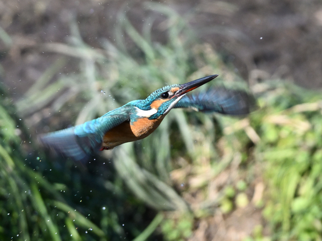 カワセミ_2022_20