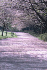 桜の道