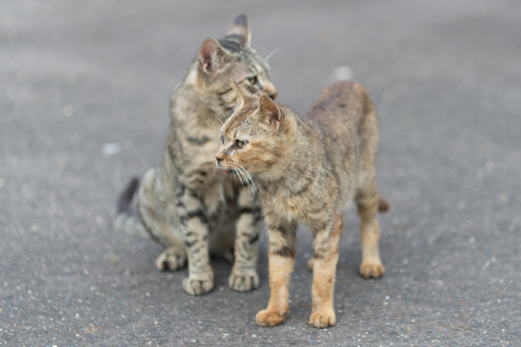 仲良し2匹②