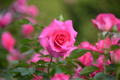 ドギツいピンク