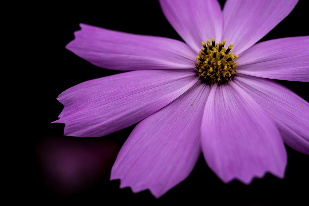 2016年のコスモス5