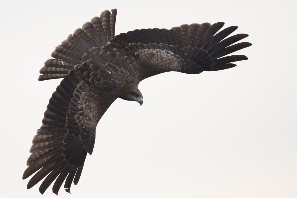 鳶　狙いをつけて　02