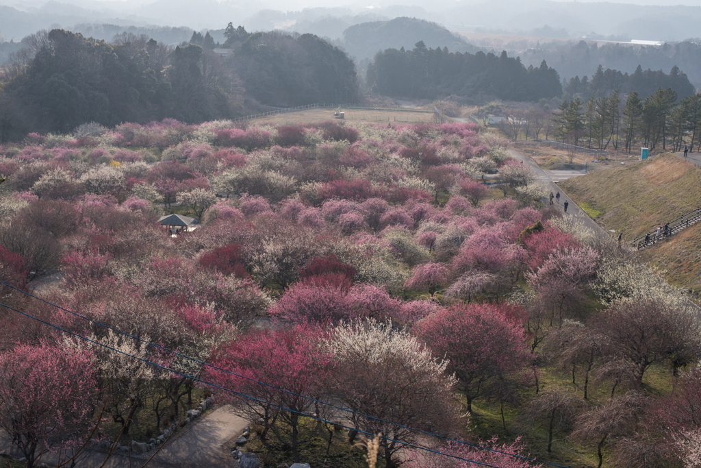 三重県農業公園　梅園　ほぼ全景