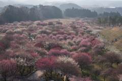 三重県農業公園　梅園　ほぼ全景