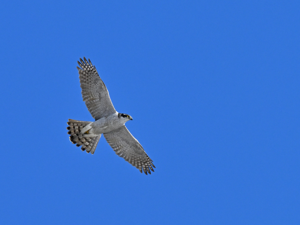 オオタカ_2022_003