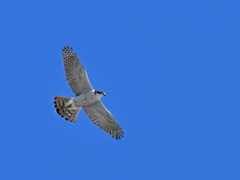 オオタカ_2022_003