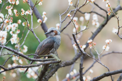 花鳥3