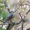 花鳥3
