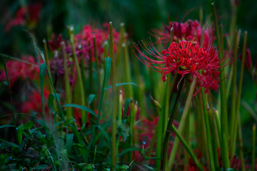 ヒガンバナ　2021