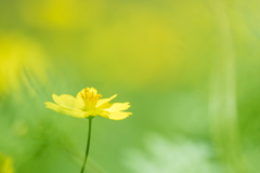 高原のコスモス