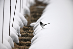 雪中セキレイ2