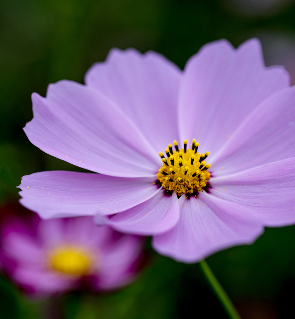 2016年のコスモス