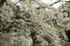 狛犬と桜