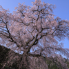 又兵衛桜　3