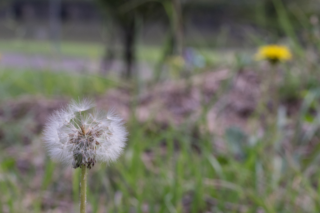 たんぽぽ
