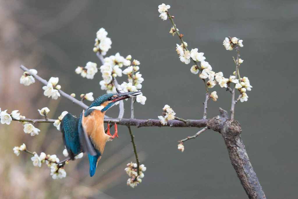 カワセミ 003　お気に入りの場所へ
