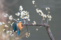 カワセミ 003　お気に入りの場所へ