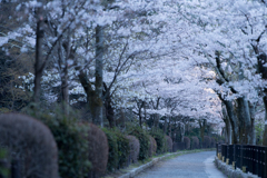 早朝の桜並木