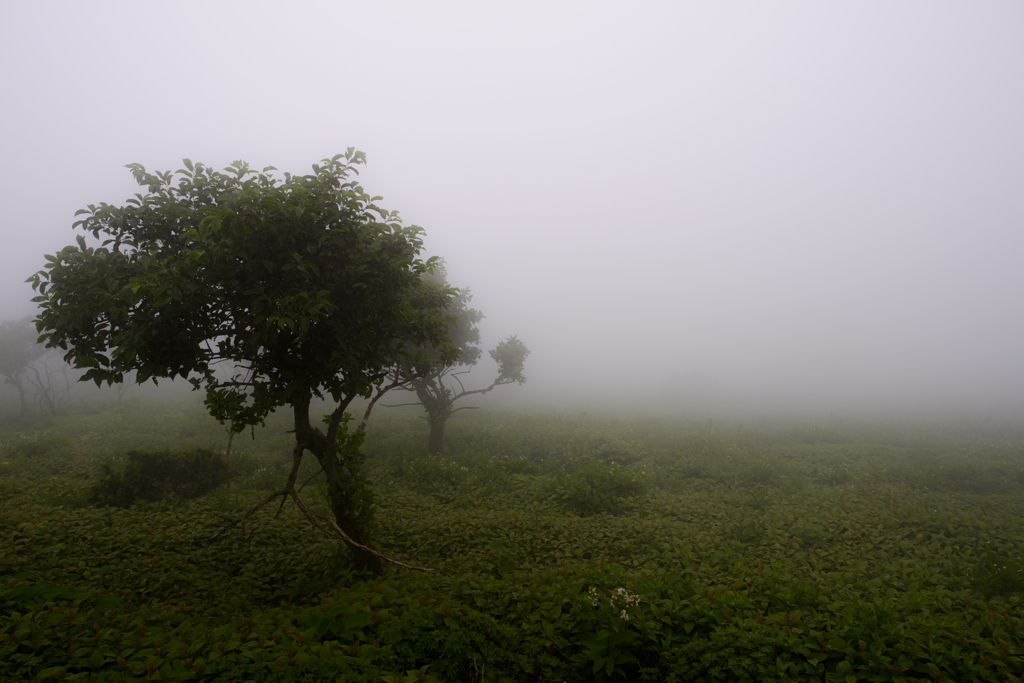 霧の中