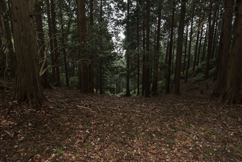 京都一周トレイル北山④