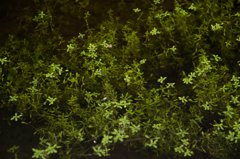 水草