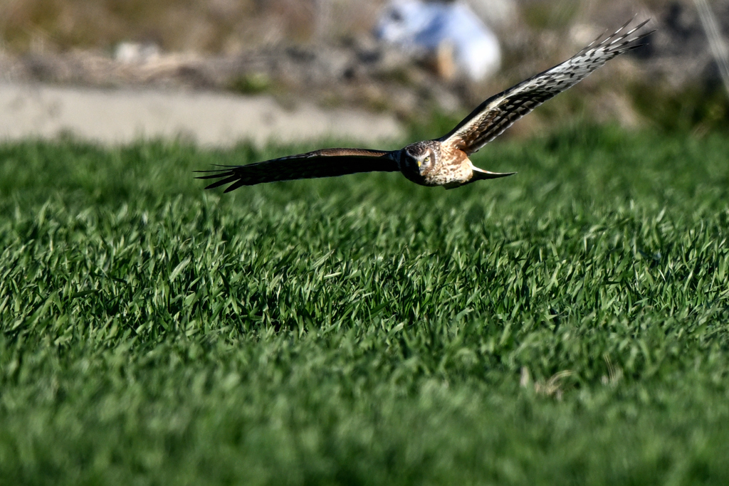 迫力2DSC_7257_58